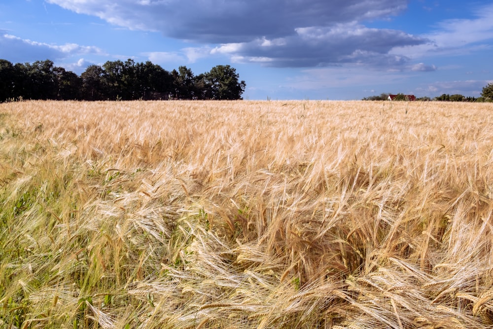 un campo de trigo