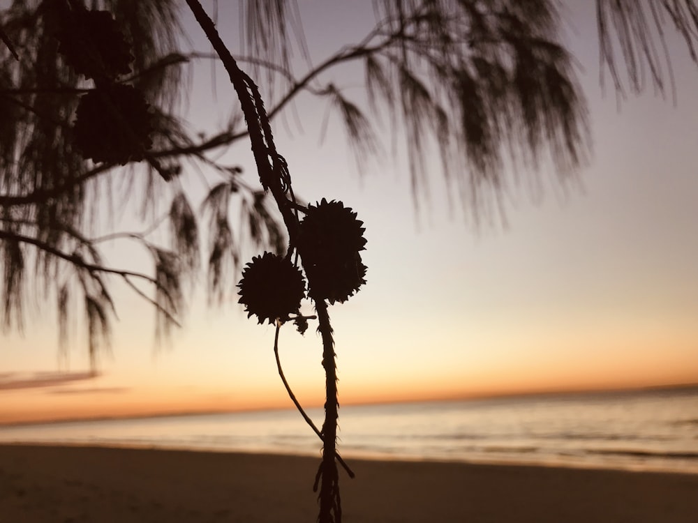 a palm tree on a beach