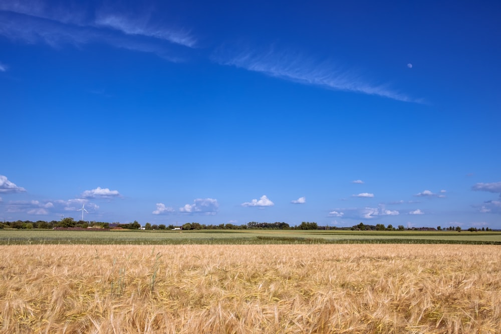 a field of wheat with blue sky and clouds