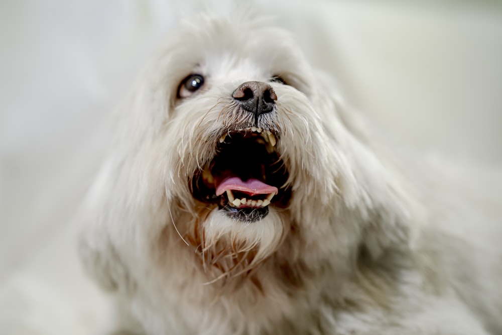 a white dog with its mouth open