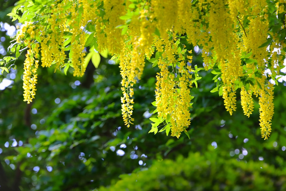 a close up of a tree branch