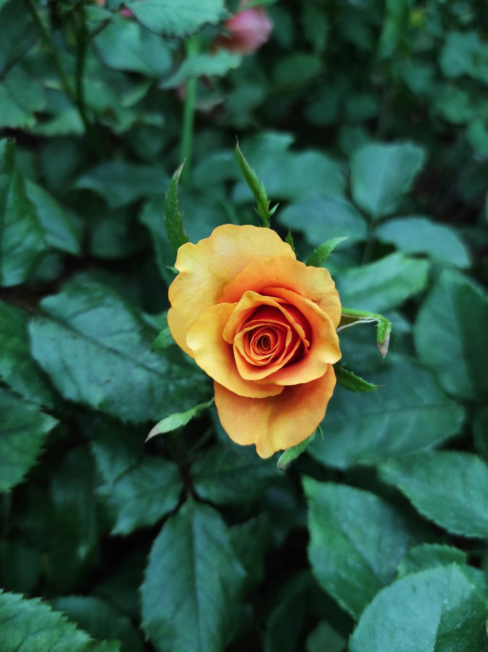 a rose with leaves around it