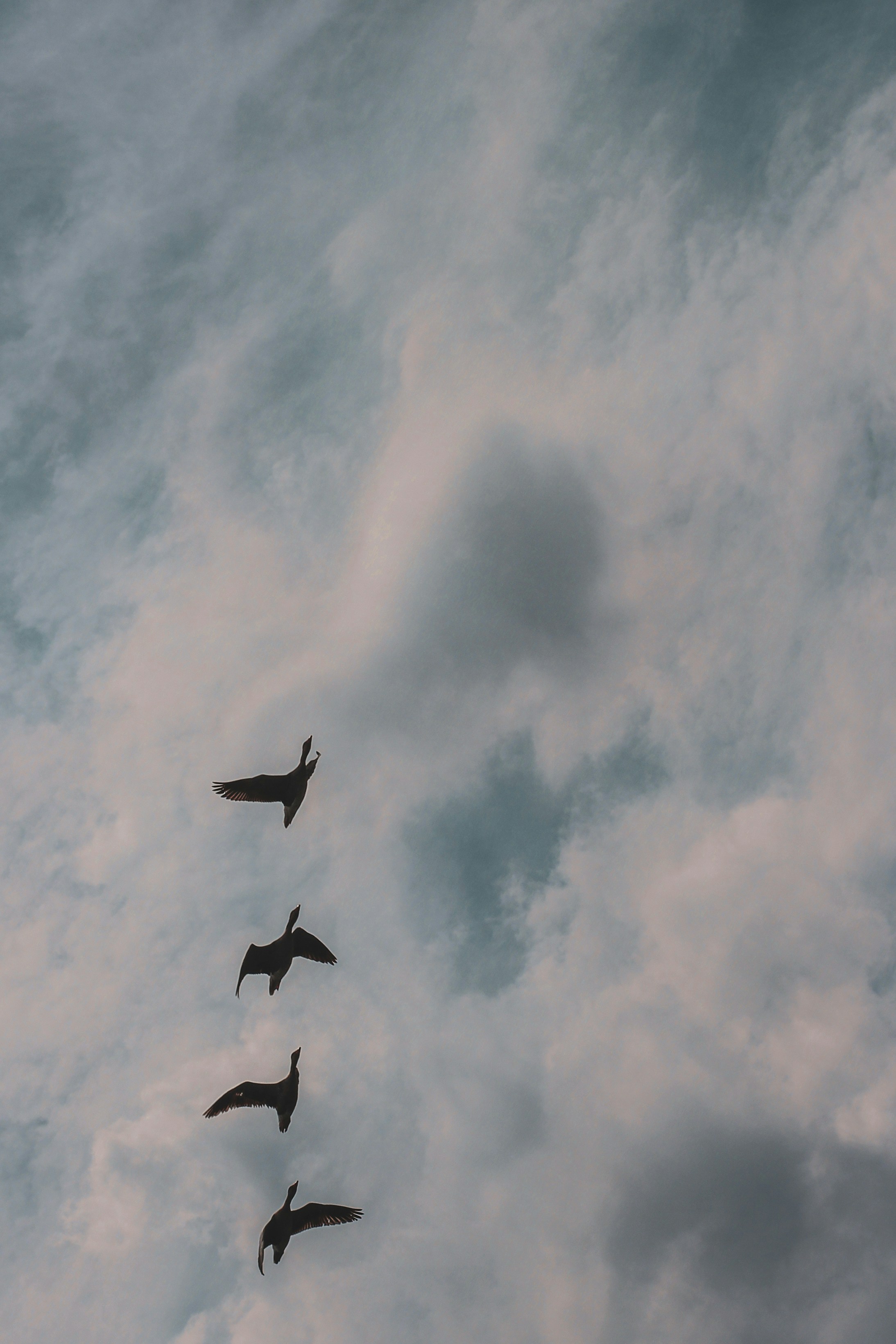 A group of birds flying in the sky photo – Free Grey Image on Unsplash