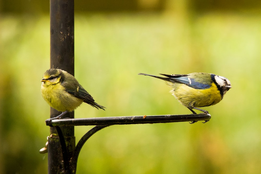 two birds perched on a fence