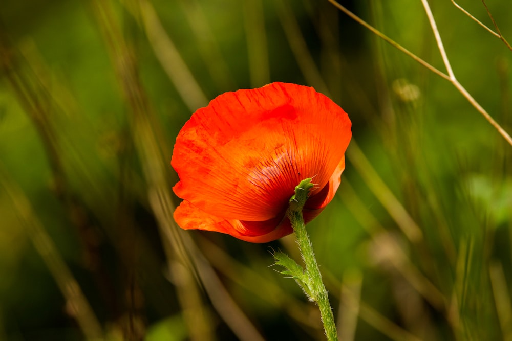 a close up of a flower