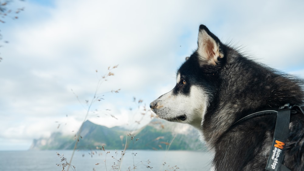 a dog with a microphone in front of a snowy landscape