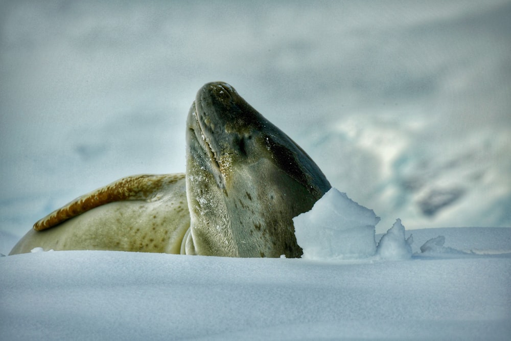 a seal with its head in the snow
