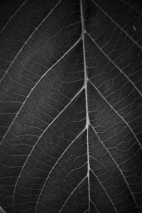 Close-up of a detailed pencil sketch of a native plant leaf, showcasing intricate veins.
