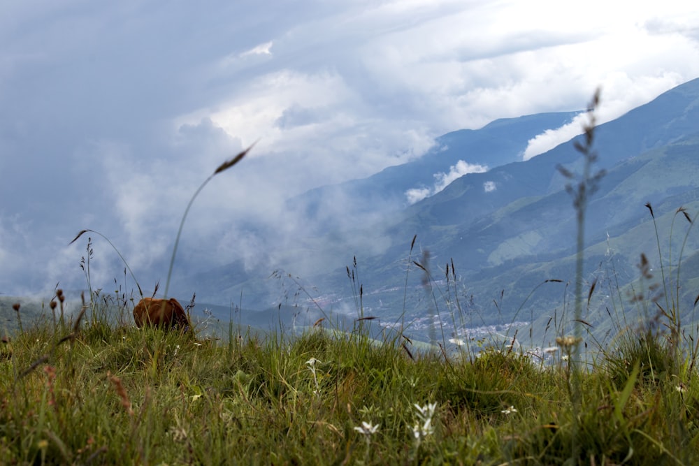 a cow in a meadow