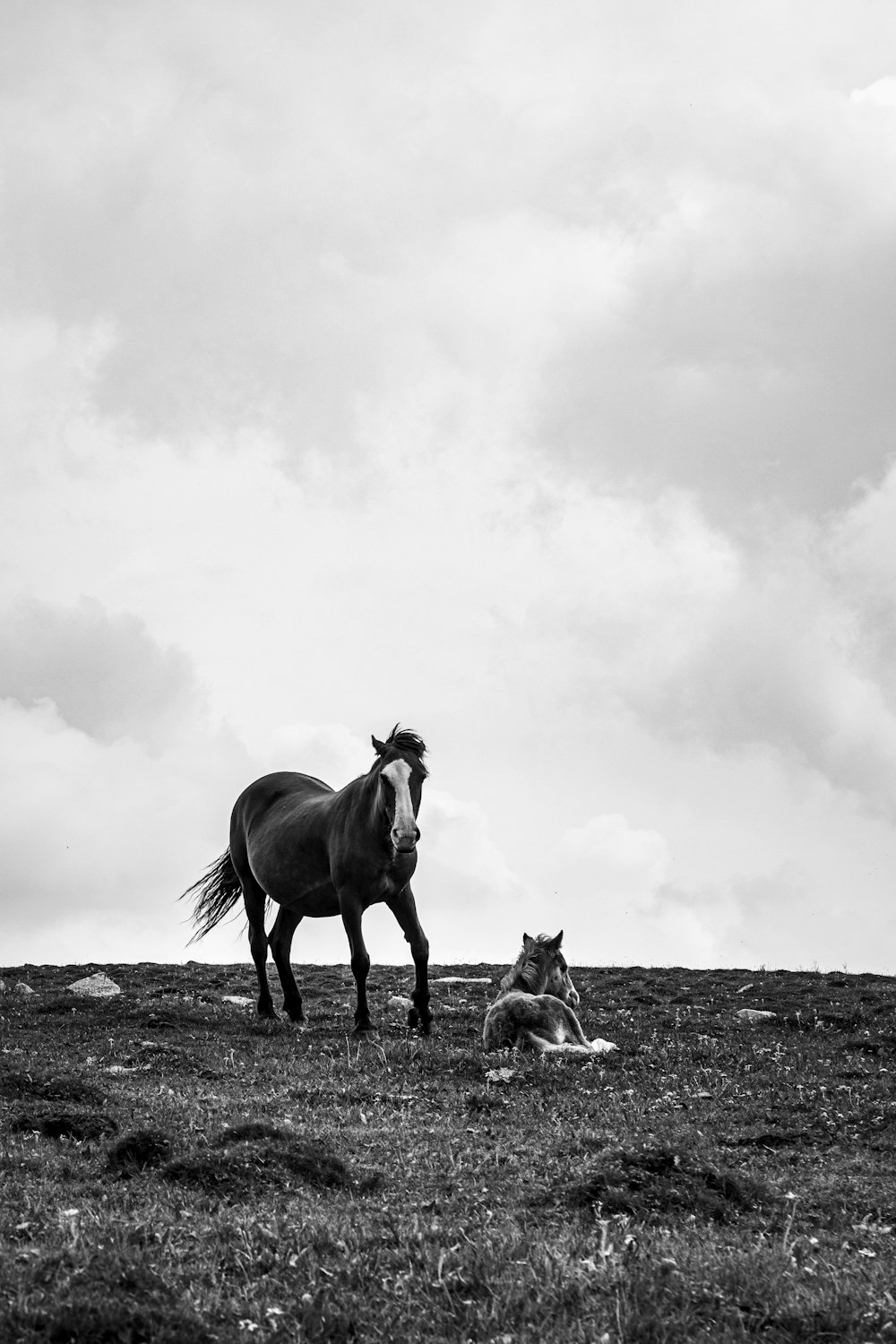 a couple of horses stand near each other