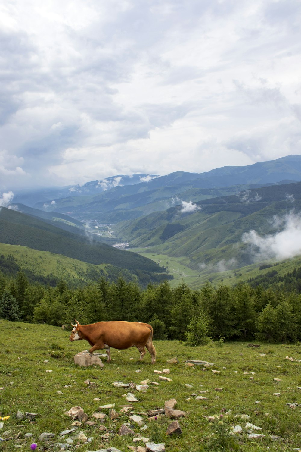 a cow standing on a hill