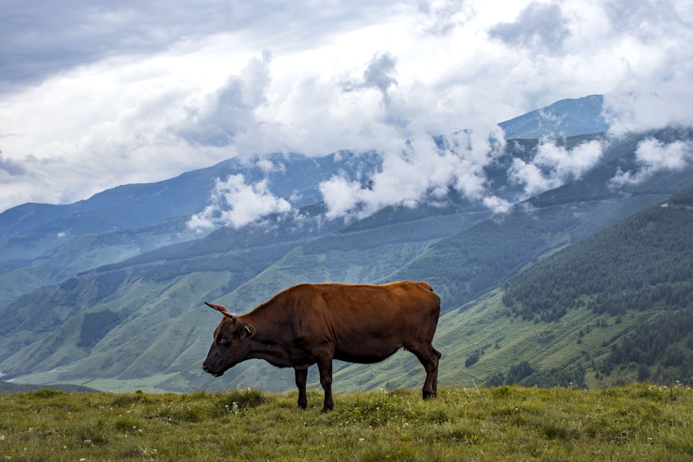 a cow standing on a hill