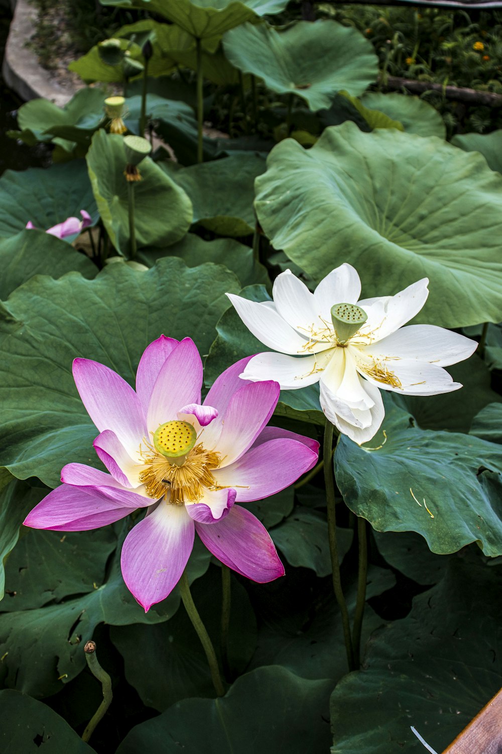 a couple of pink flowers surrounded by green leaves