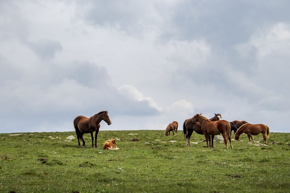 a group of horses stand in a grassy field