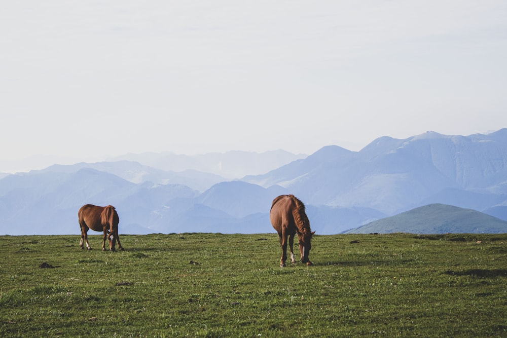 horses grazing on a field