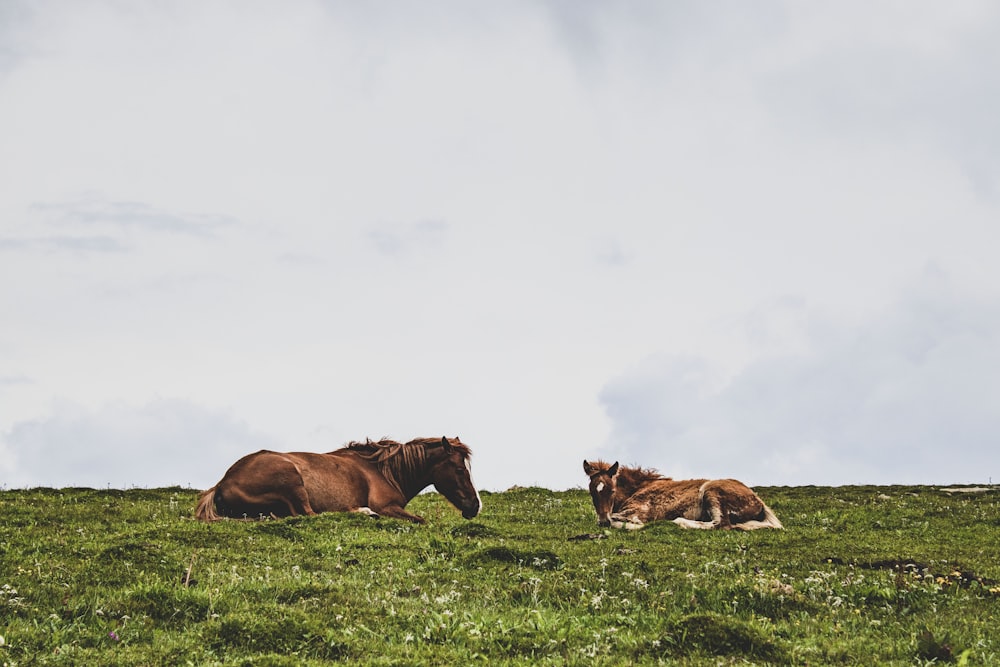 a couple of horses lay in a grassy field