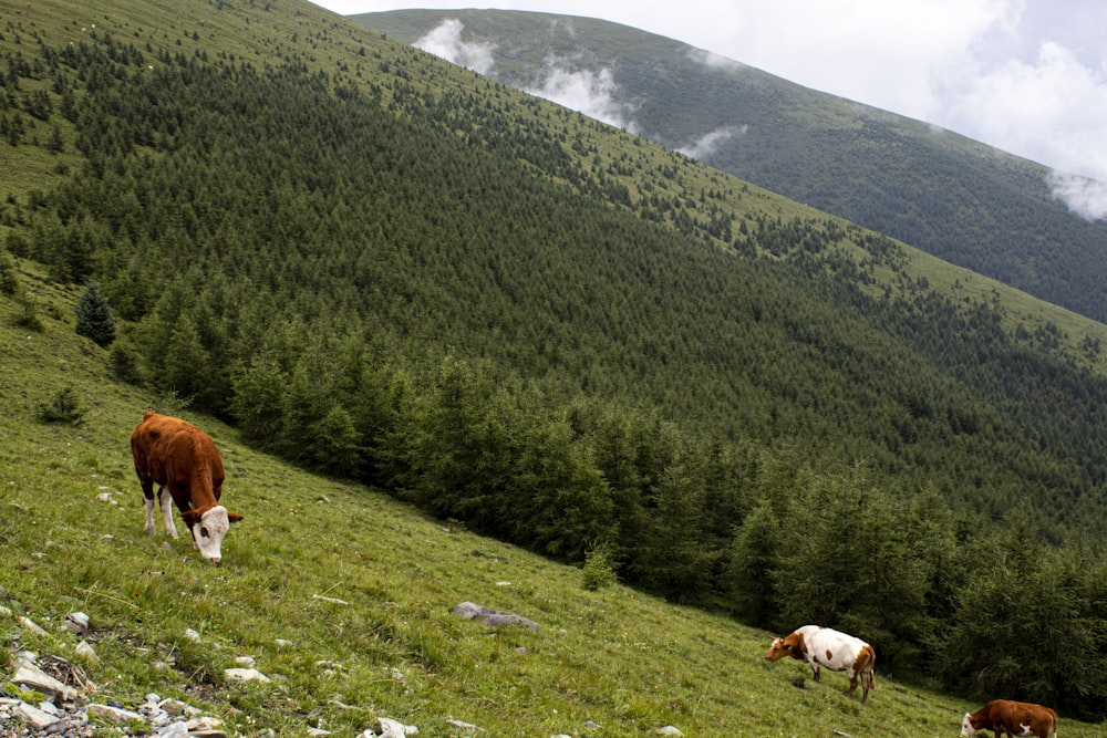 cows grazing on a hill