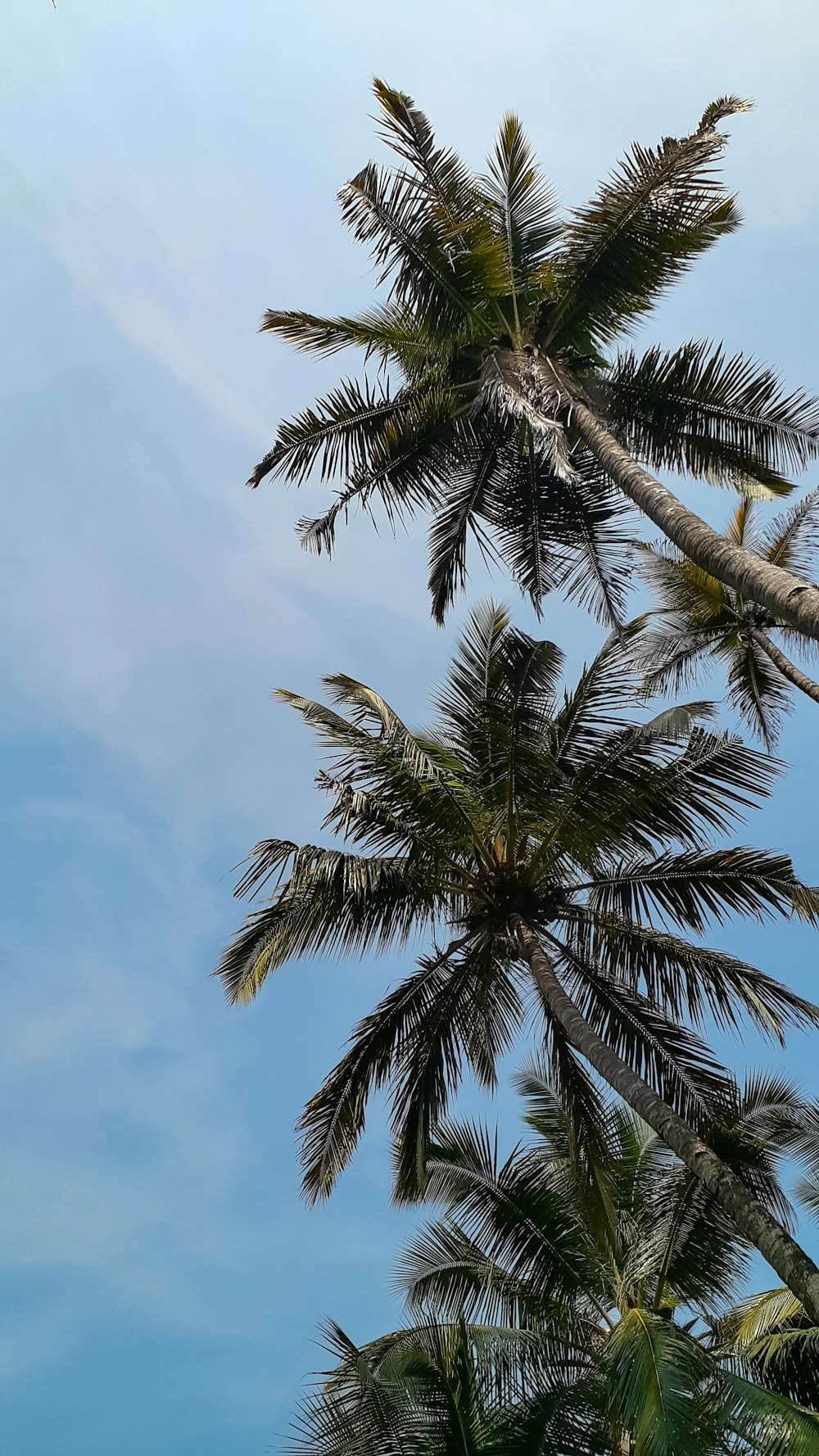 a group of palm trees