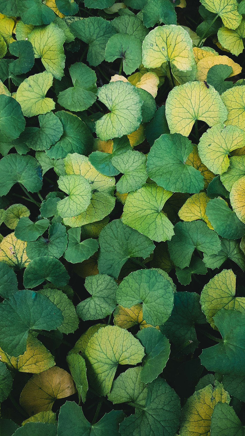 a large group of green and yellow flowers