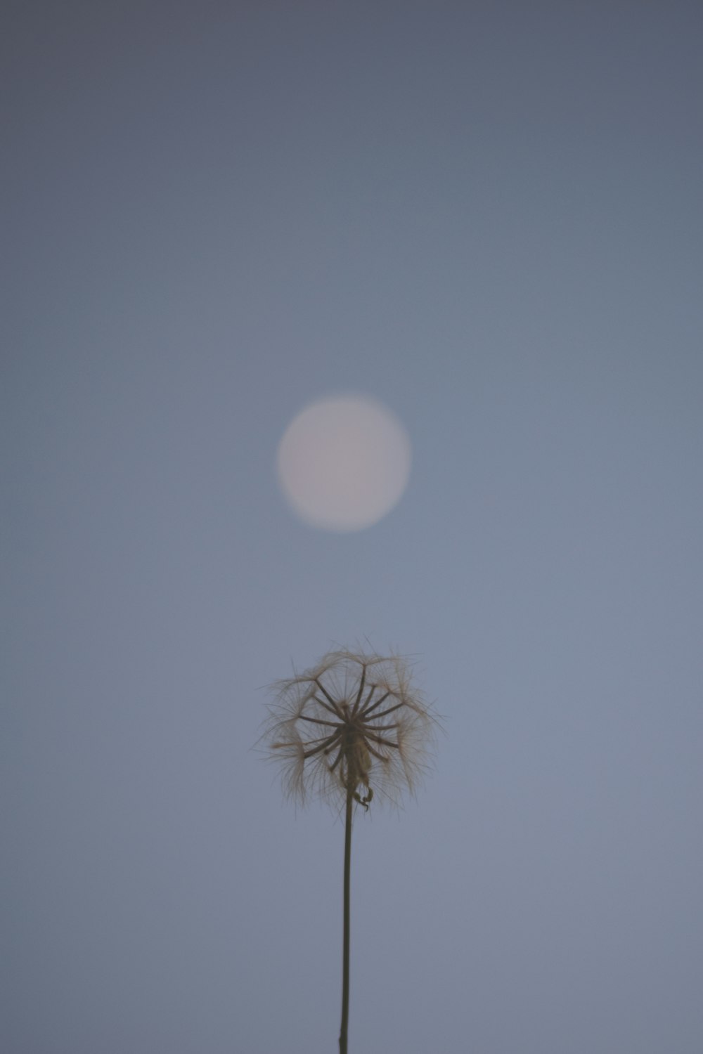 a dandelion flower with the moon in the background