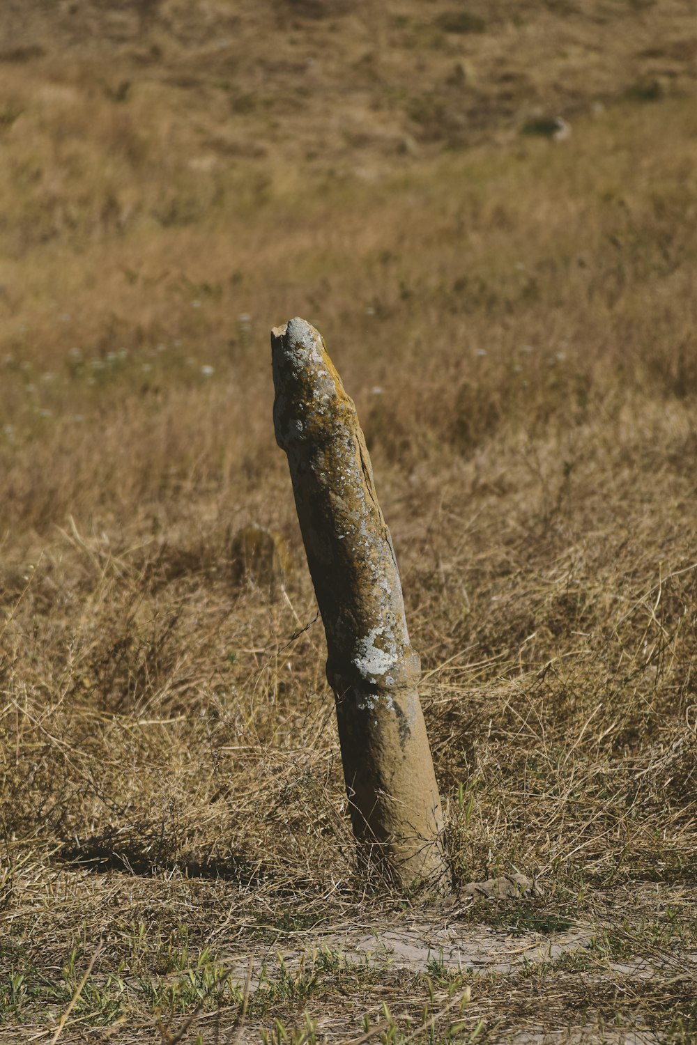 a large alligator in a field