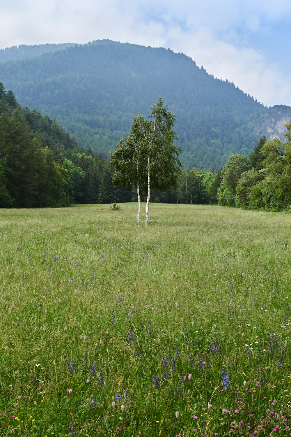 um campo gramado com árvores e montanhas ao fundo
