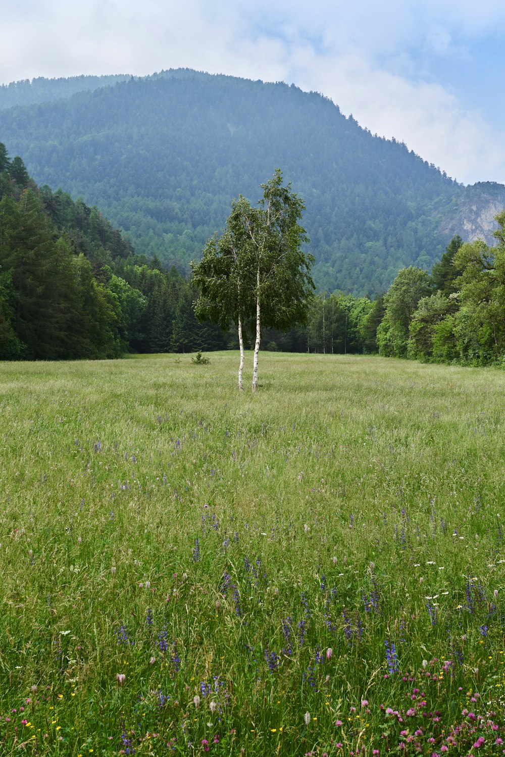 un champ herbeux avec des arbres et des montagnes en arrière-plan