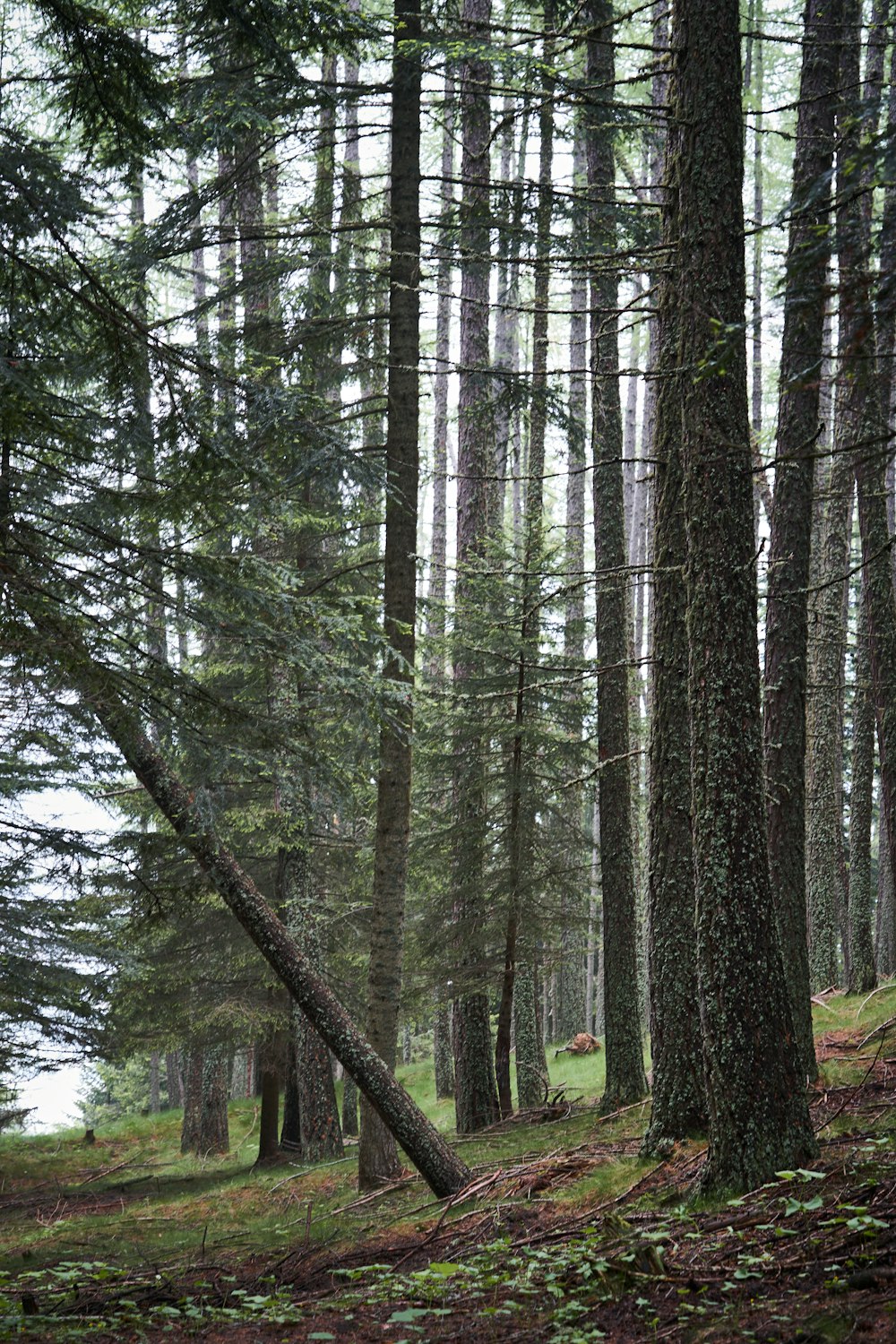 um grupo de árvores em uma floresta