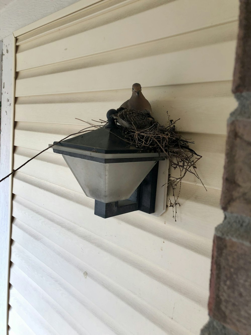a bird sitting on a bird nest