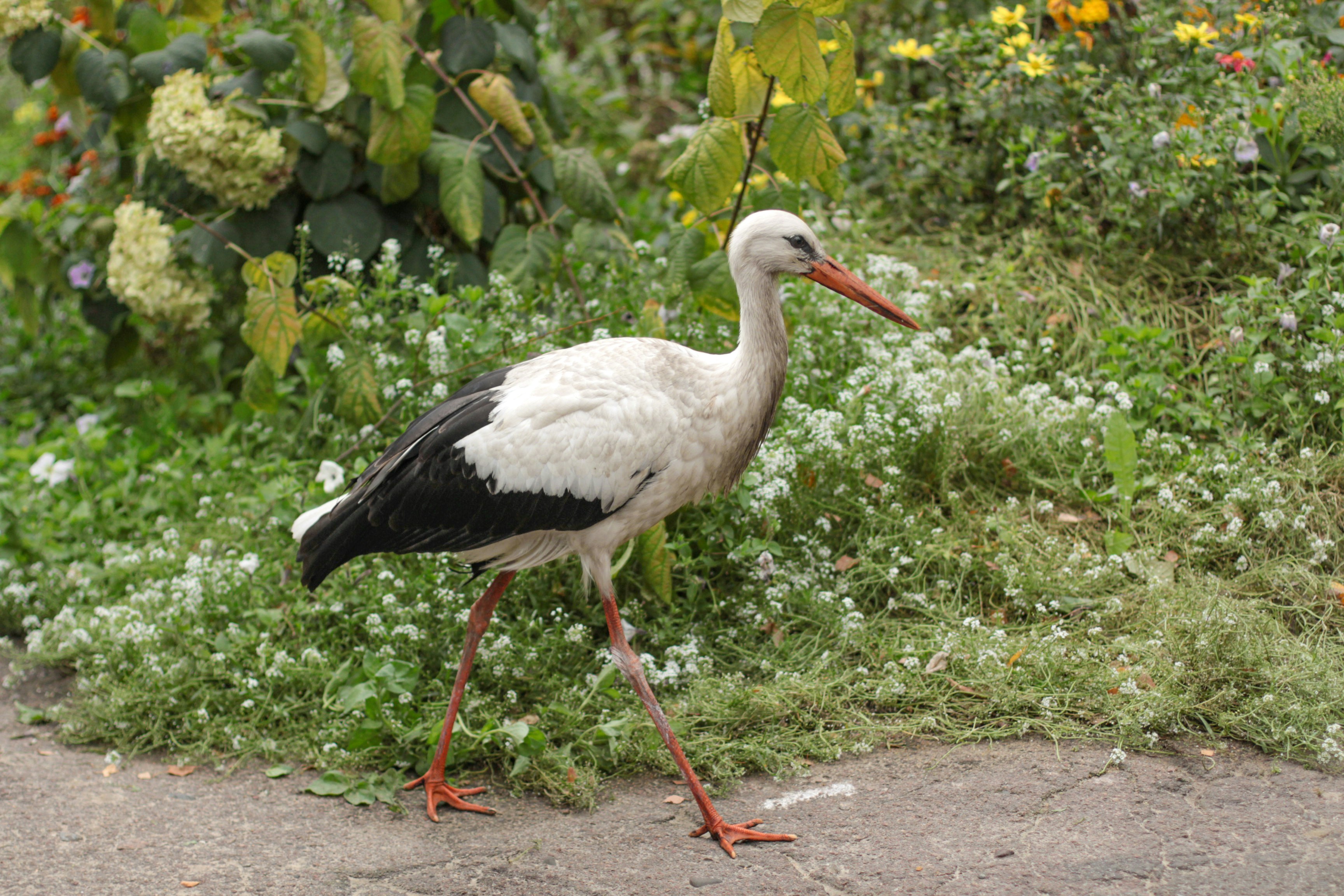 Photo by zephirbrush