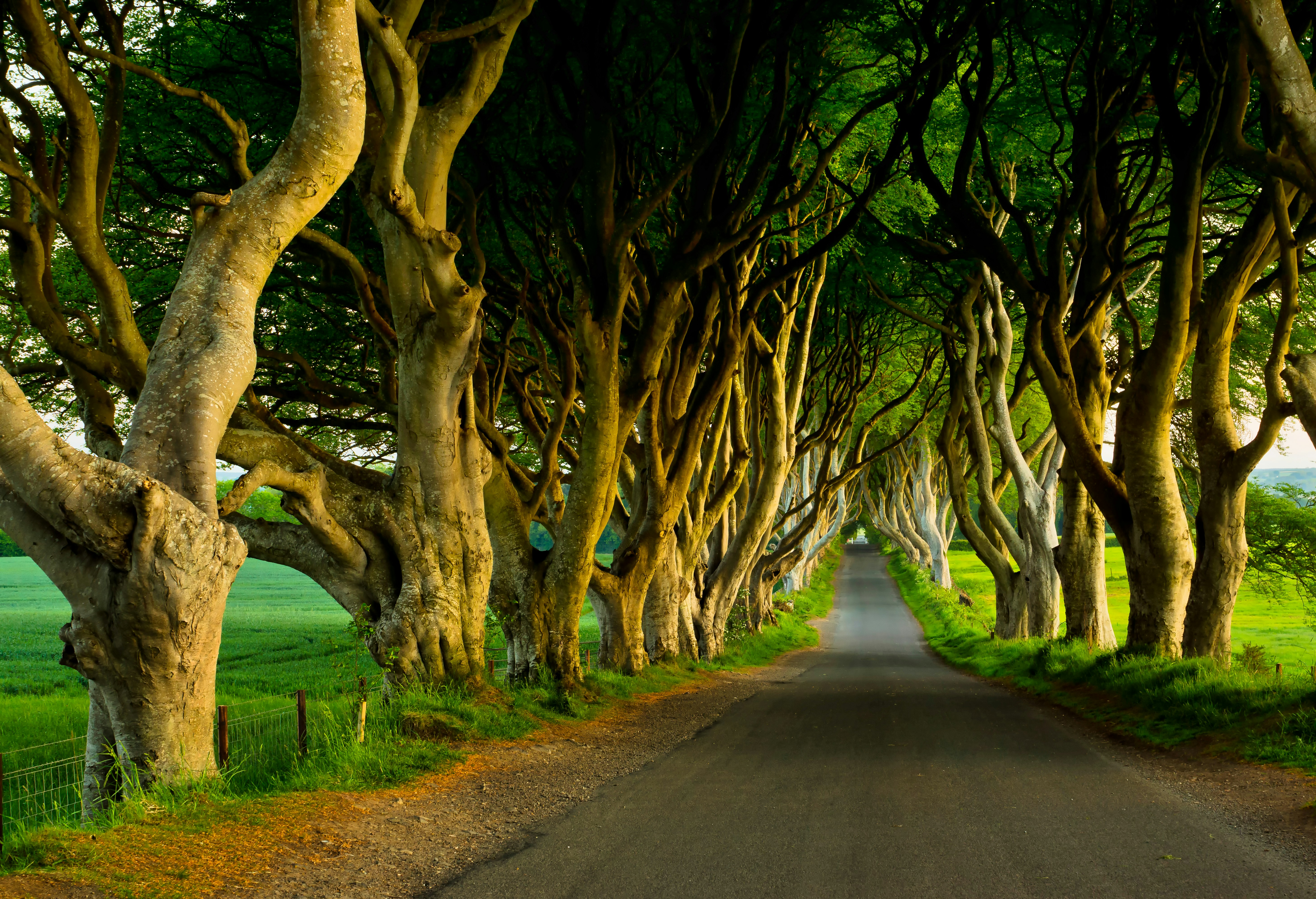 a road with trees on either side