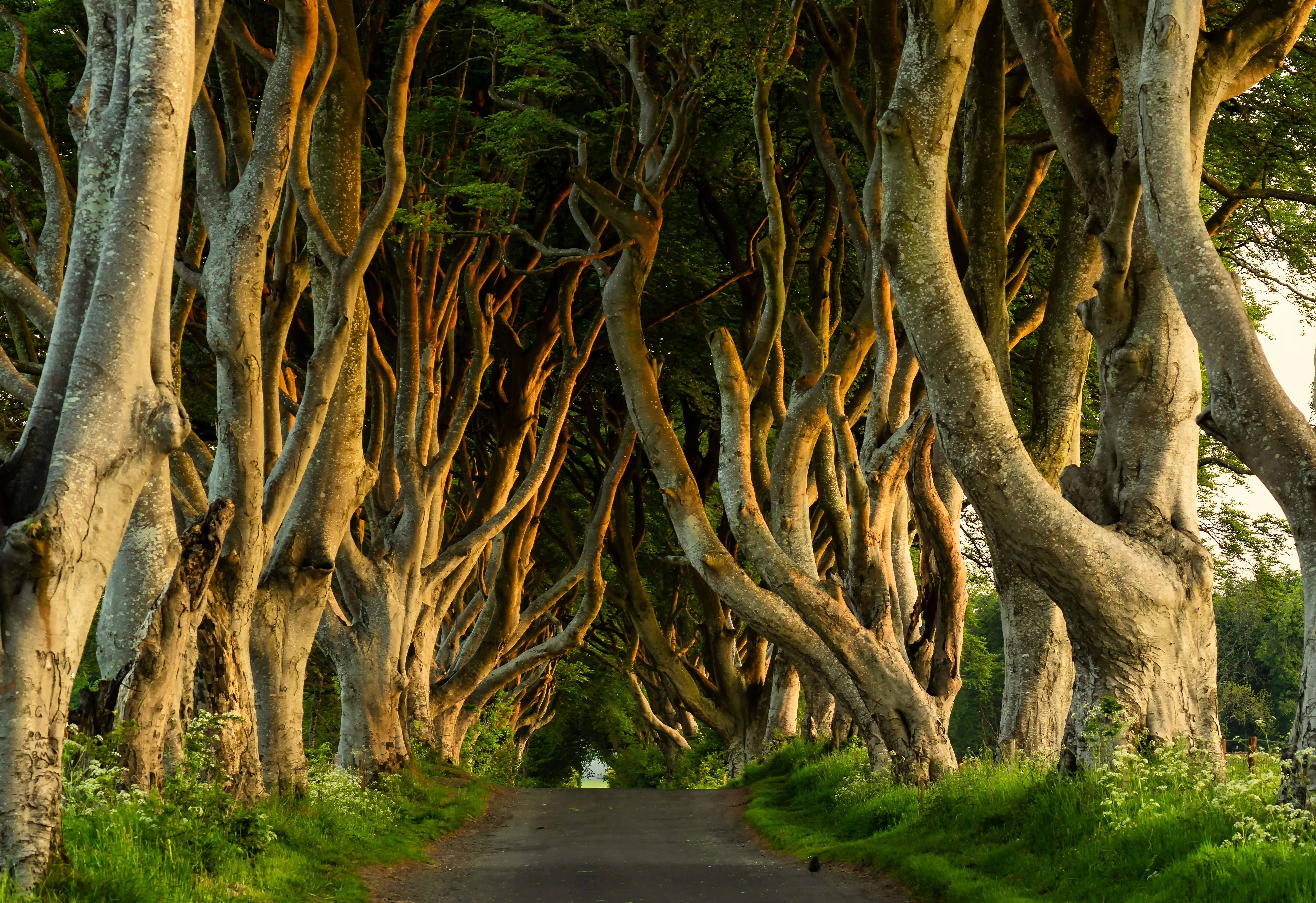 a road with trees on either side