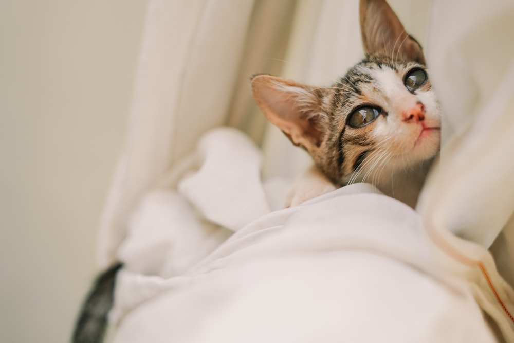 a cat with a white sheet