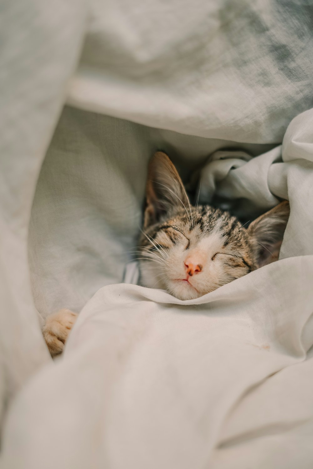 a cat sleeping in a blanket