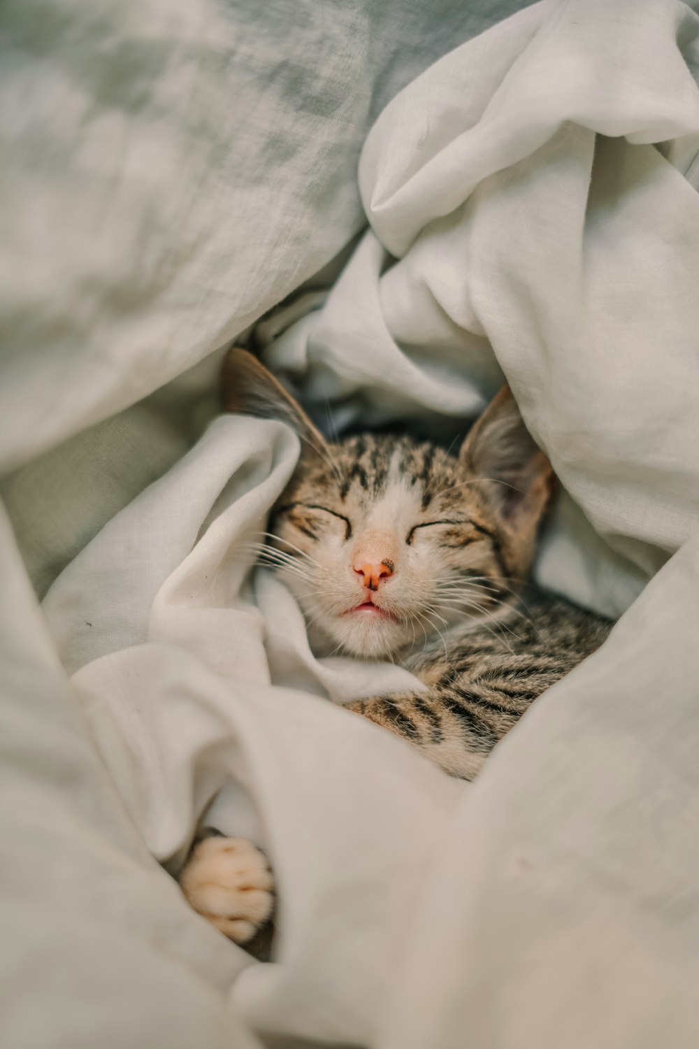 a cat sleeping in a blanket