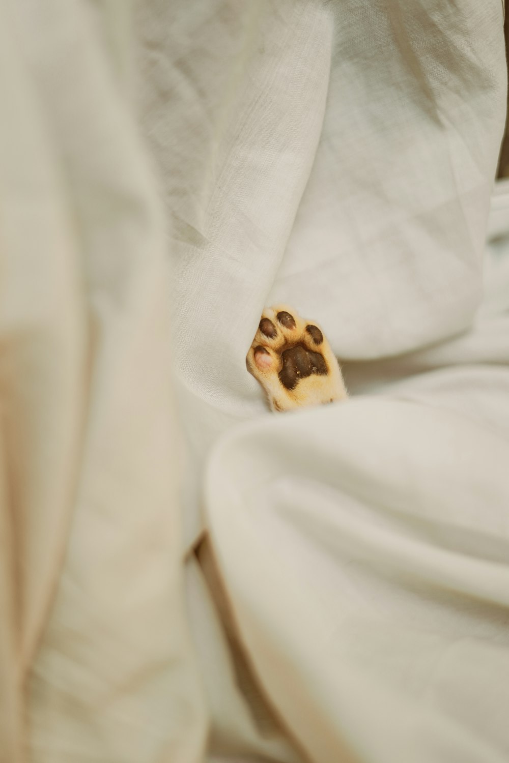 a cookie on a white sheet