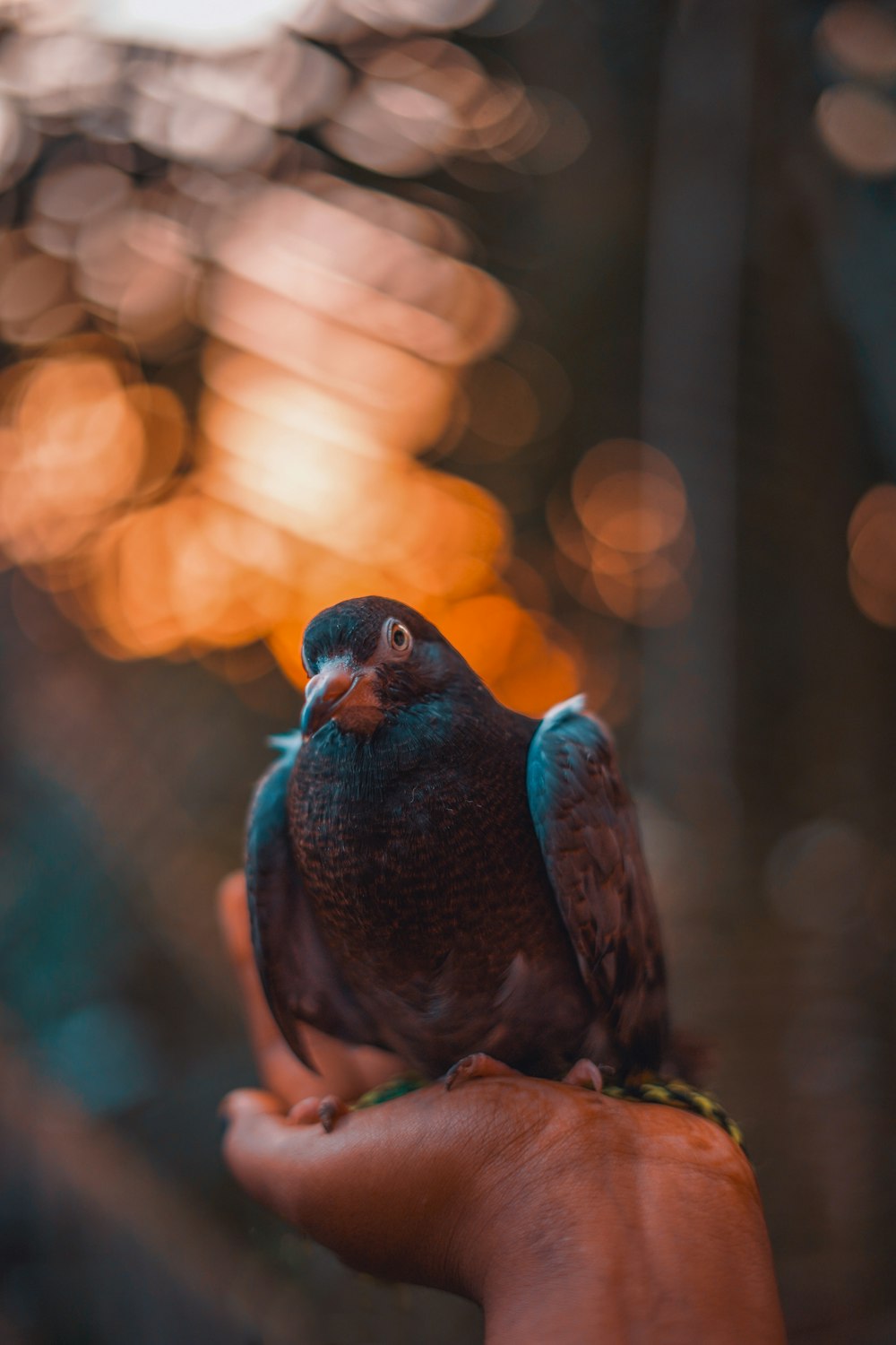 a bird on a person's hand