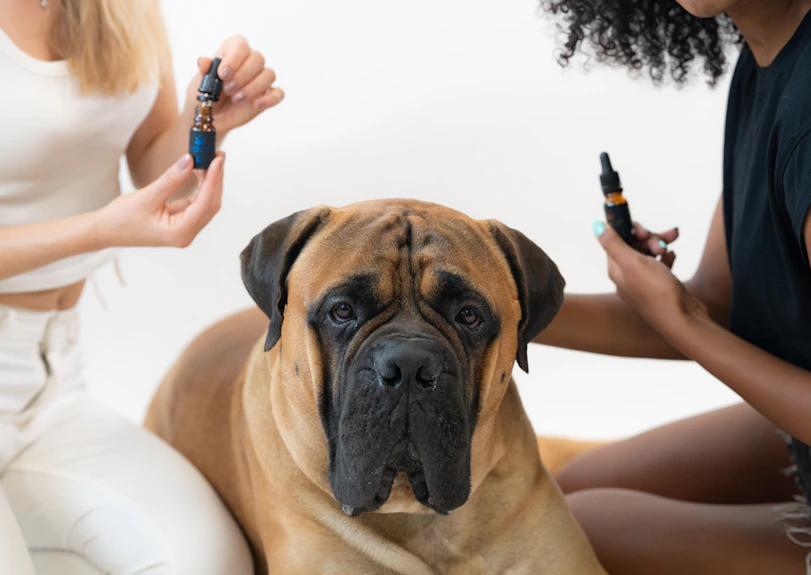 a dog with a person's hand on its head