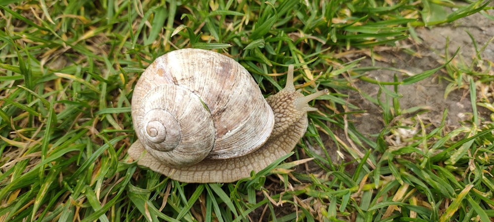 a snail on grass