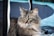 A large, fluffy tabby cat with striking green eyes is resting near a black mesh structure. The cat has long fur and prominent ear tufts, exuding a calm and serene demeanor.