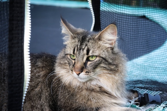 A large, fluffy tabby cat with striking green eyes is resting near a black mesh structure. The cat has long fur and prominent ear tufts, exuding a calm and serene demeanor.