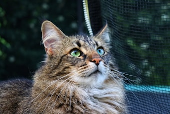 A close-up of a fluffy brown tabby cat with striking green eyes, gazing upward against a blurred background. The cat's fur is long and well-groomed, with a mane-like appearance around the neck. The backdrop features a dark mesh material and soft, natural greenery.