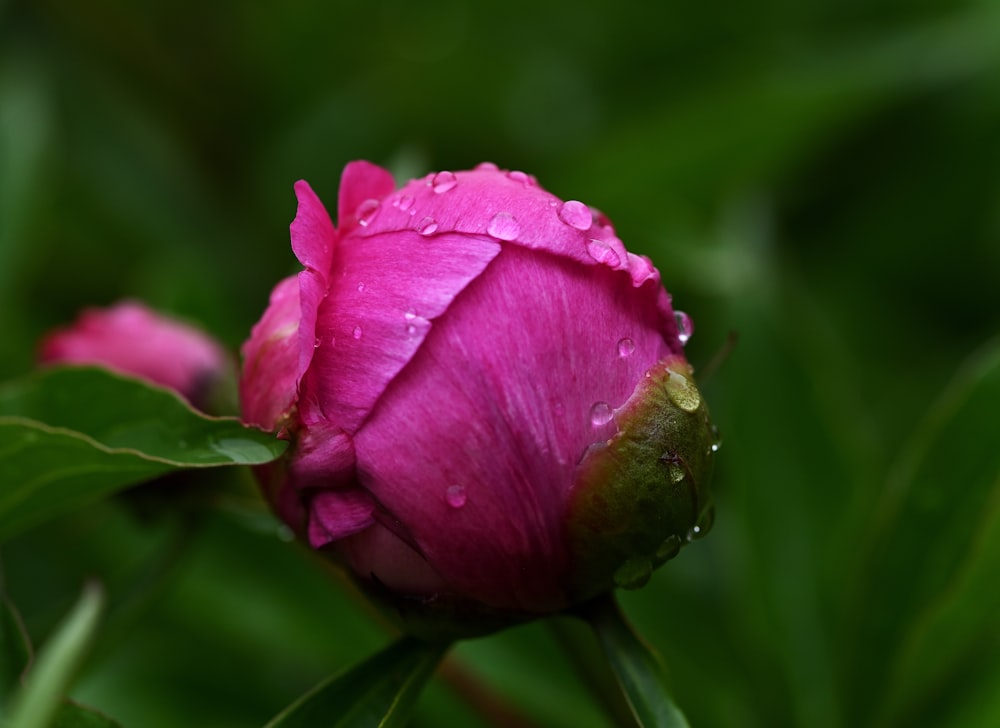 a bug on a flower