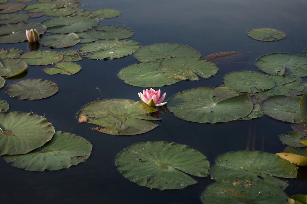 a flower floating on water