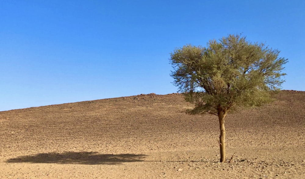 a tree on a hill