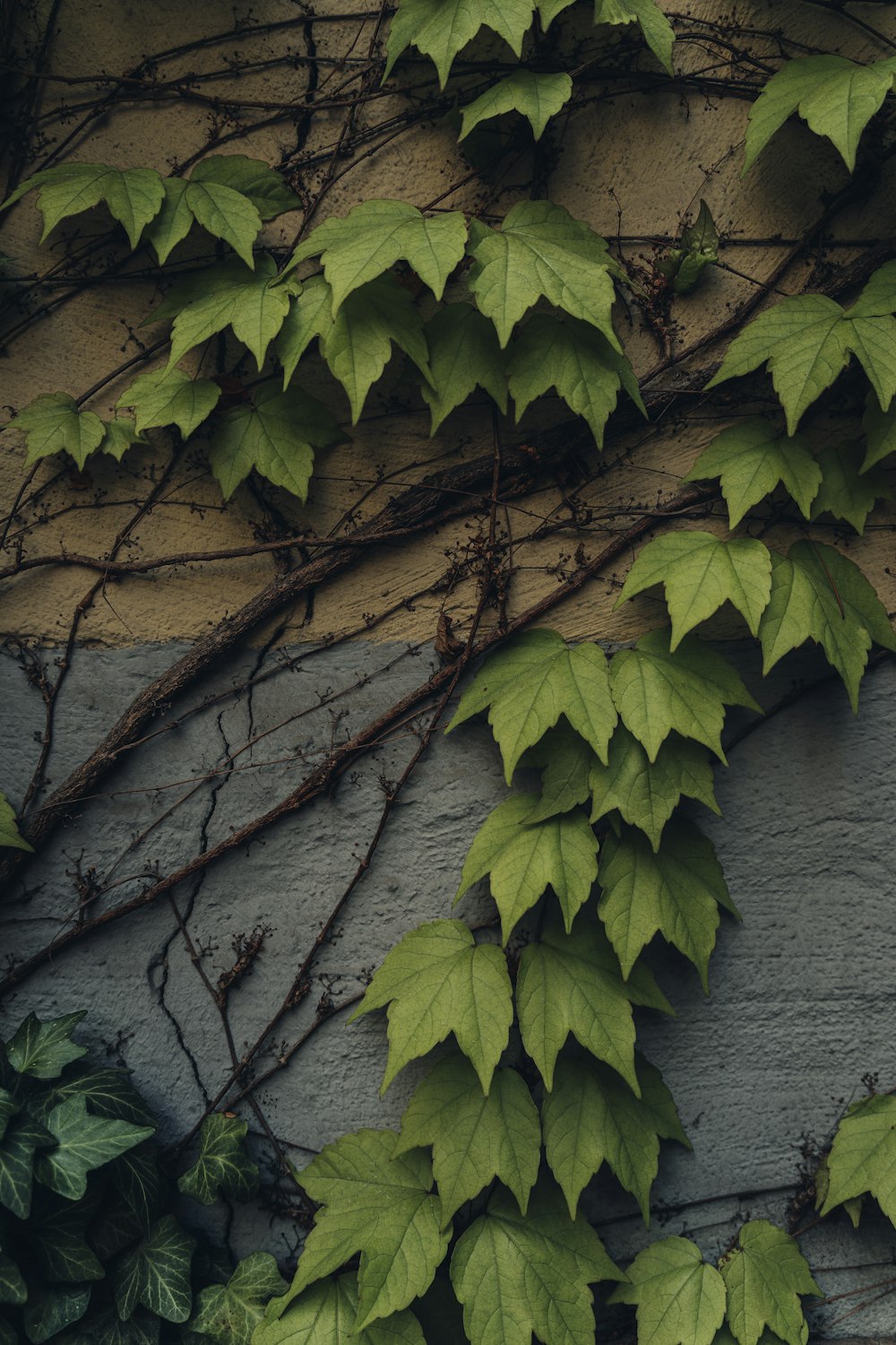 a tree with green leaves