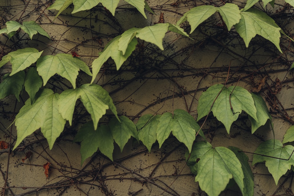 a group of leaves on a tree