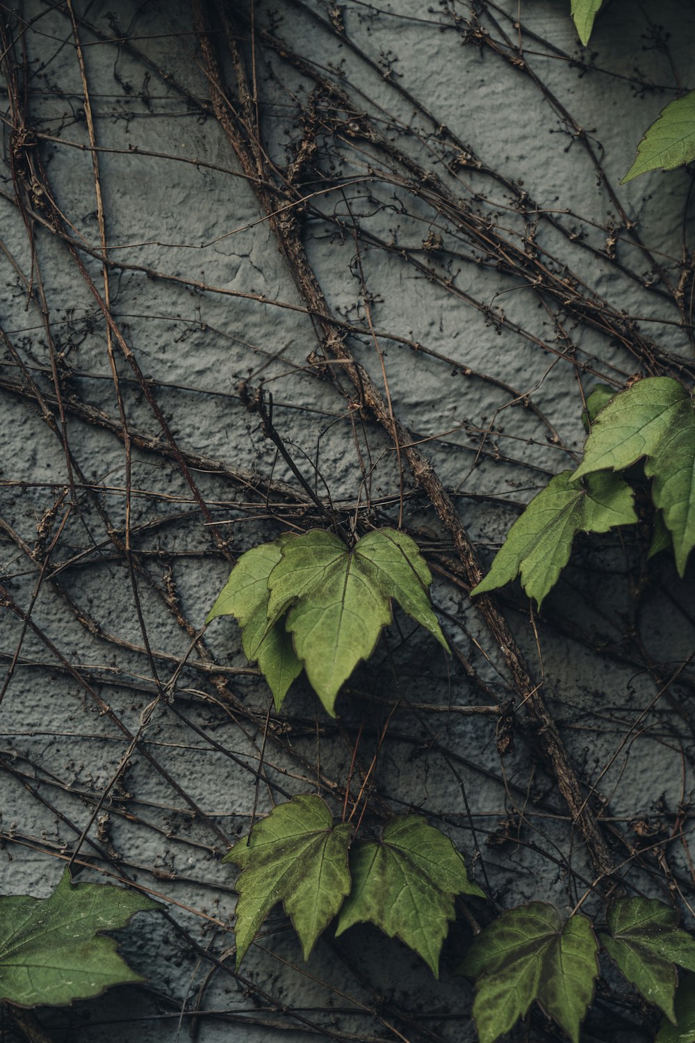 a tree with many leaves