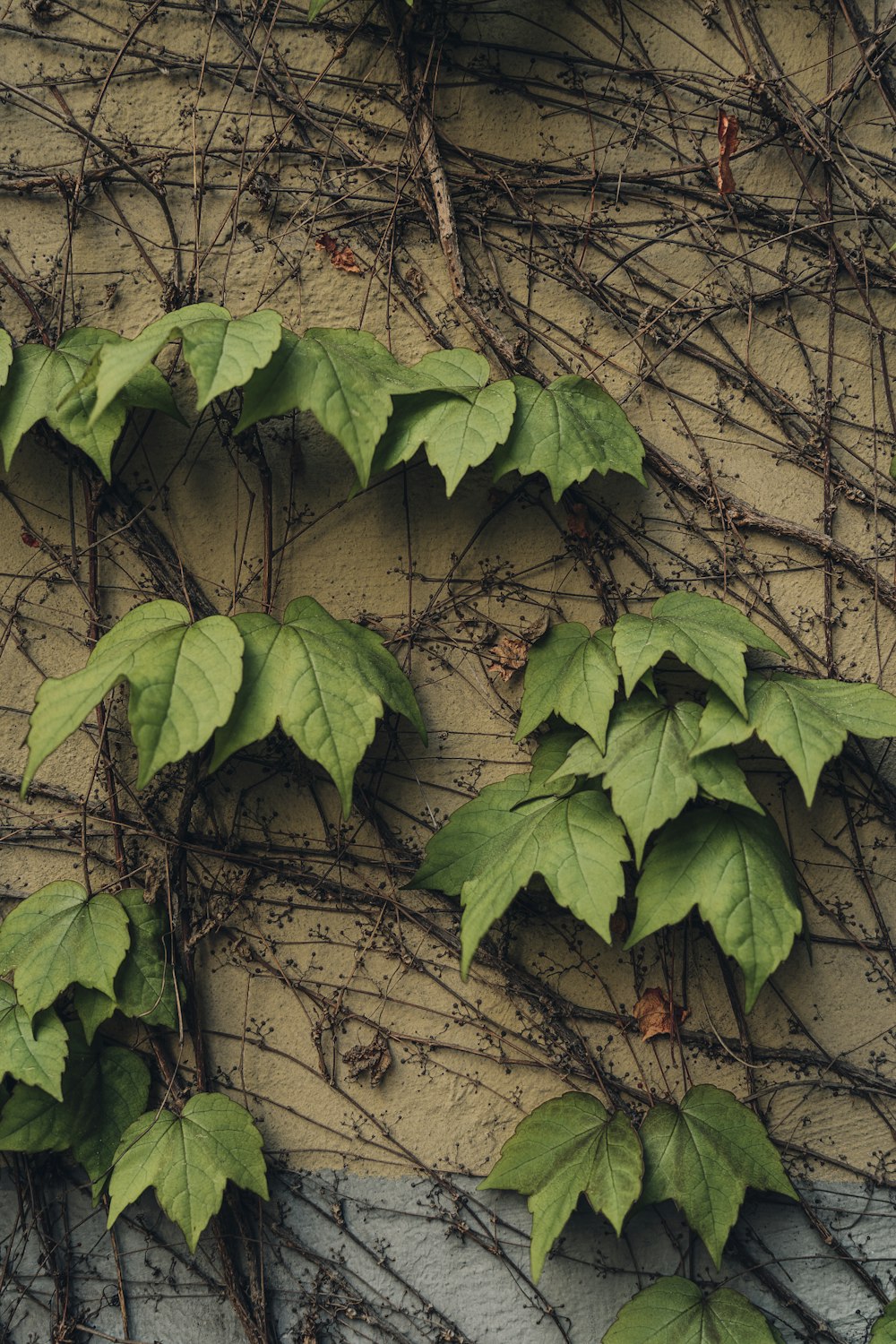 a tree with many leaves