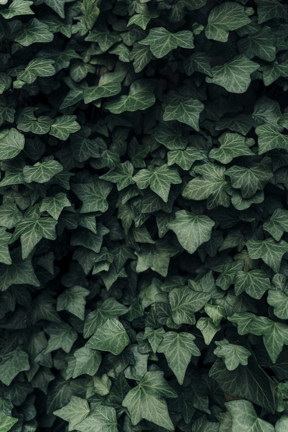 a large group of green leaves